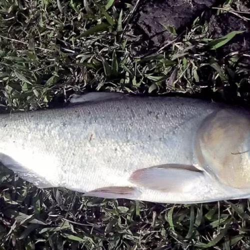 CARPA CABEÇUDA