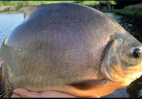 PATINGA (PACU X PIRAPITINGA)1