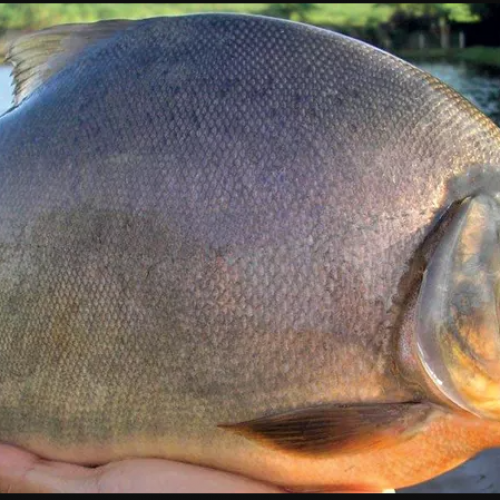 PATINGA (PACU X PIRAPITINGA)1